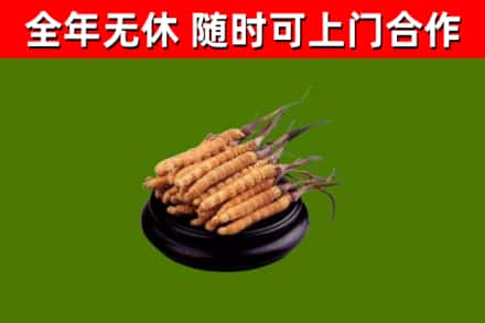宜兰回收冬虫夏草